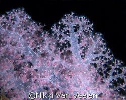 Soft coral taken at Ras Umm Sid on a night dive. by Nikki Van Veelen 